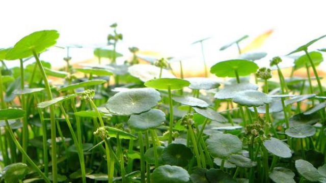 「经验」铜钱草叶子发黄 「经验」铜钱草叶子发黄