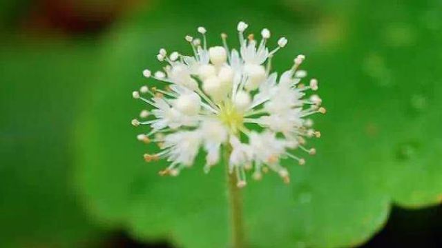 铜钱草开花 铜钱草开花