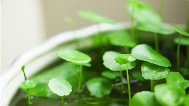 铜钱草繁殖大全 铜钱草繁殖大全