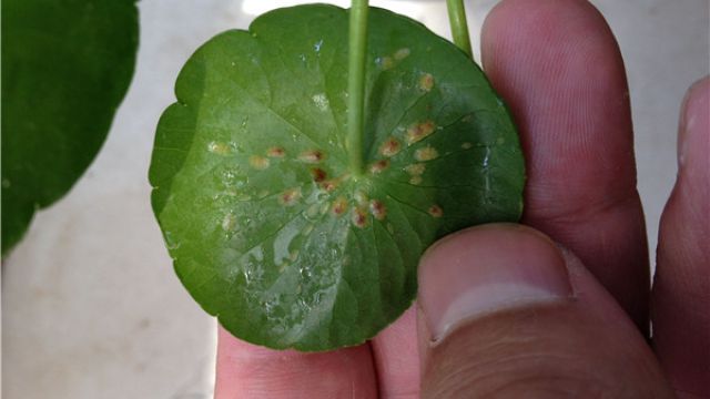 铜钱草生虫子咋办 铜钱草生虫子咋办