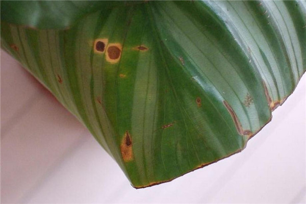 孔雀竹芋的叶斑病防治方法 孔雀竹芋的叶斑病防治方法