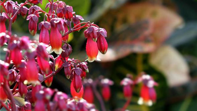 宫灯长寿花怎么浇水 宫灯长寿花怎么浇水