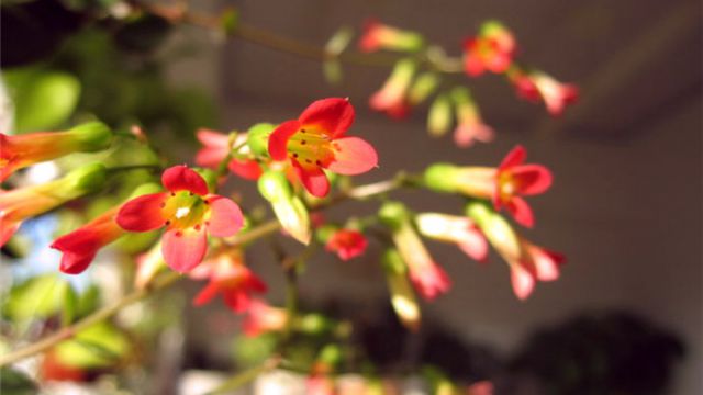 宫灯长寿花夏天怎么养 宫灯长寿花夏天怎么养