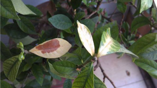 米兰花叶子发黄怎么办 米兰花叶子发黄怎么办