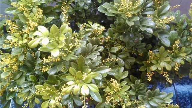 米兰虫害及防治方法 米兰虫害及防治方法