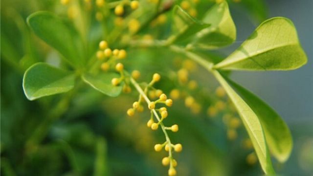 米兰花怎么换盆 米兰花怎么换盆