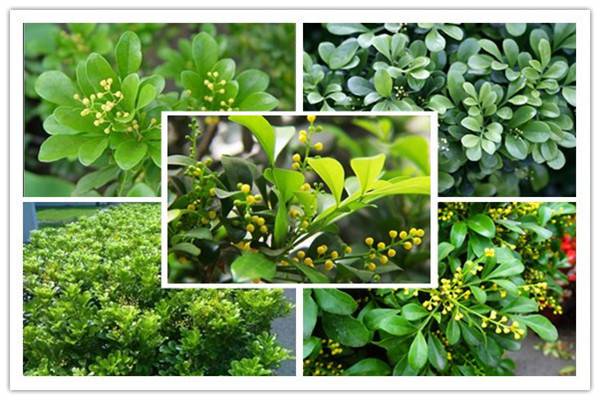 米兰花品种大全 米兰花品种大全