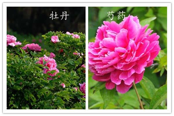 怎么辨别芍药与牡丹 怎么辨别芍药与牡丹