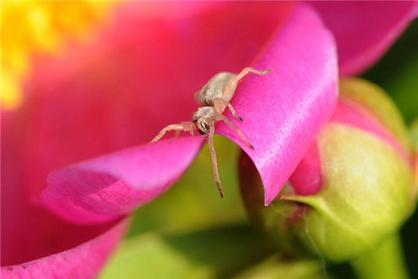 芍药虫害及防治方法 芍药虫害及防治方法