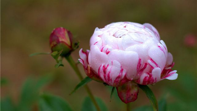 芍药的常见品种 芍药的常见品种