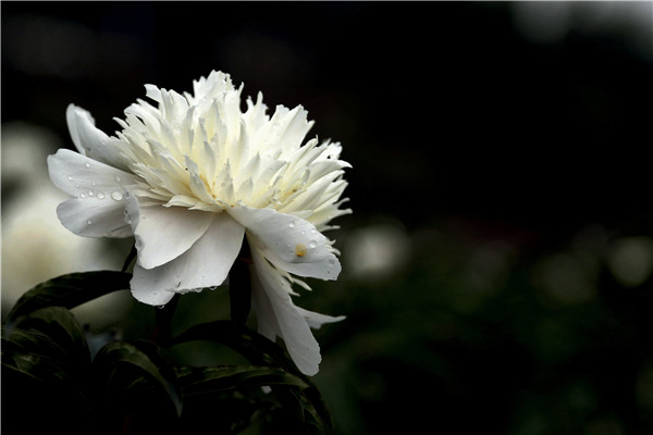 芍药怎么种 芍药怎么种