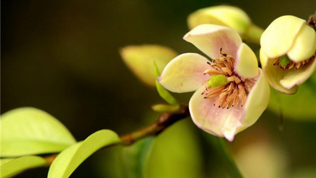 含笑花怎么浇水 含笑花怎么浇水