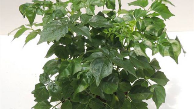 幸福树的水培方法 幸福树的水培方法