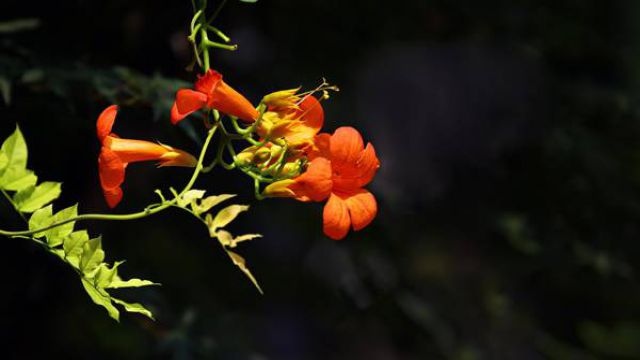 凌霄花的养殖方法和注意事项 凌霄花的养殖方法和注意事项