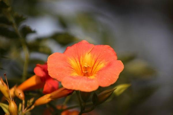 家里养凌霄花有哪些好处 家里养凌霄花有哪些好处