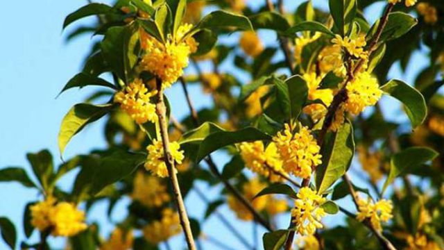 桂花的养护管理方法 桂花的养护管理方法