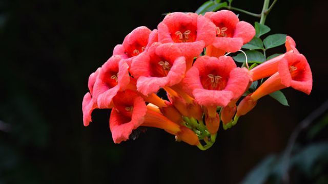 凌霄花有毒,小孩碰不得! 凌霄花有毒,小孩碰不得!