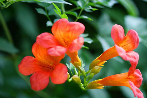 凌霄花虫害及防治方法 凌霄花虫害及防治方法