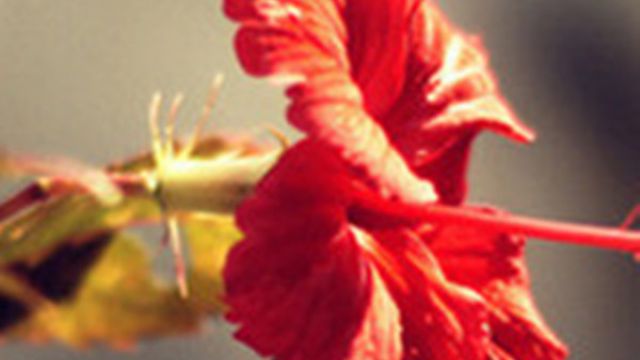 扶桑花叶子发黄怎么办 扶桑花叶子发黄怎么办