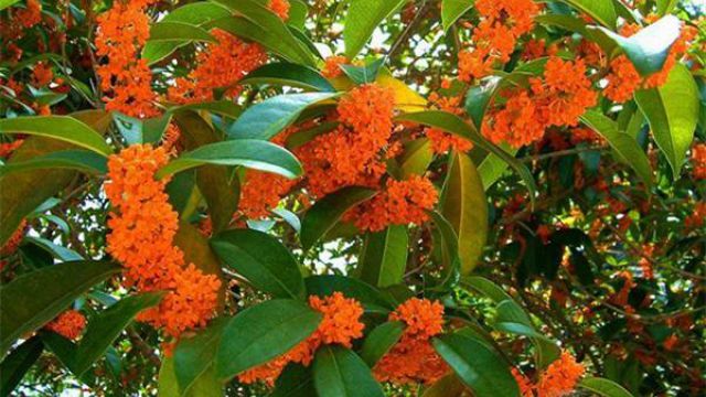 如何给桂花整形剪枝? 如何给桂花整形剪枝?