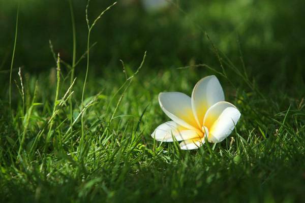 鸡蛋花病虫害防治方法 鸡蛋花病虫害防治方法