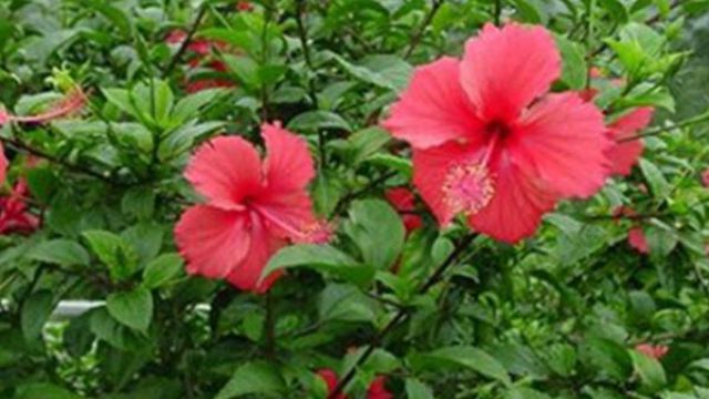 扶桑花语及含义 扶桑花语及含义
