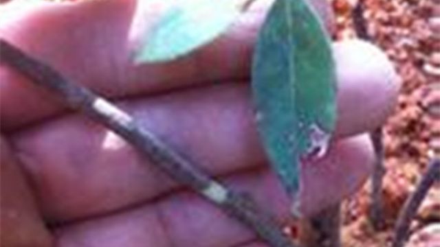 木兰的繁殖方法 木兰的繁殖方法