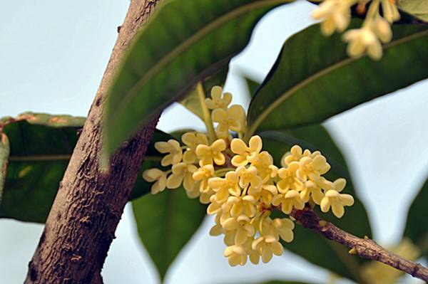 桂花的虫害防治 桂花的虫害防治
