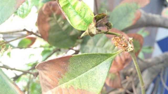 桂花叶子发黄是什么原因? 桂花叶子发黄是什么原因?