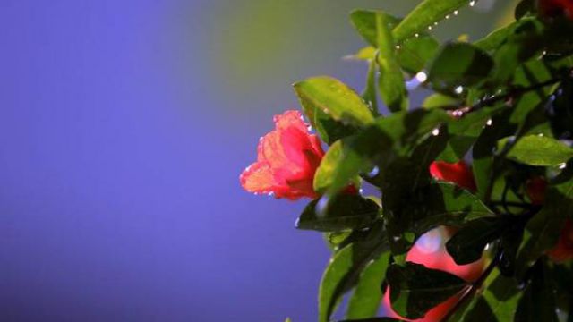 石榴花的养殖方法和注意事项 石榴花的养殖方法和注意事项