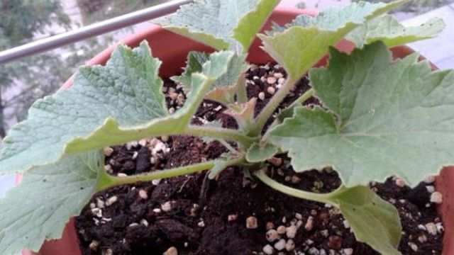 瓜叶菊的播种方法 瓜叶菊的播种方法