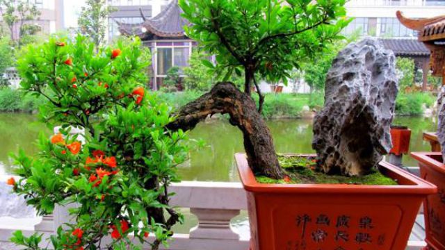 石榴花的盆景制作方法 石榴花的盆景制作方法