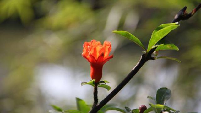 石榴花的施肥方法 石榴花的施肥方法