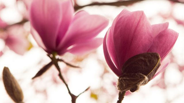 木兰的花语是什么 木兰的花语是什么