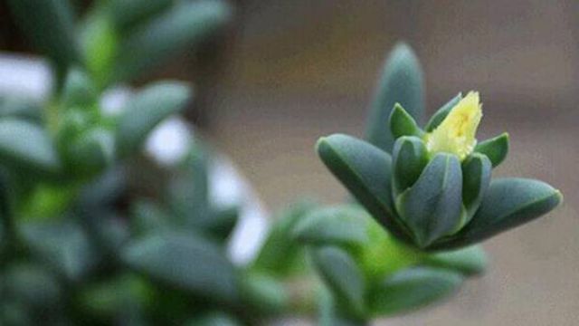 鹿角海棠什么时候开花 鹿角海棠什么时候开花