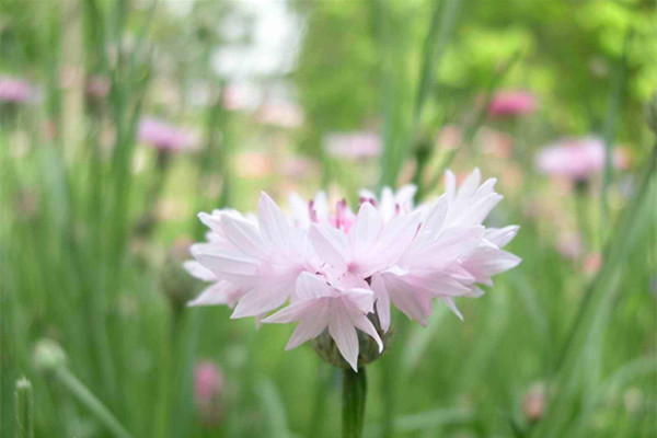 矢车菊病虫害防治 矢车菊病虫害防治