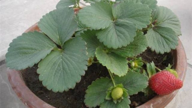 盆栽草莓的养护要点 盆栽草莓的养护要点
