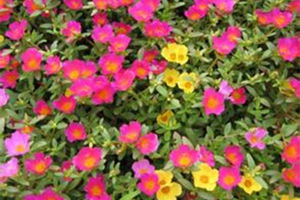 半枝莲花语及传说 半枝莲花语及传说