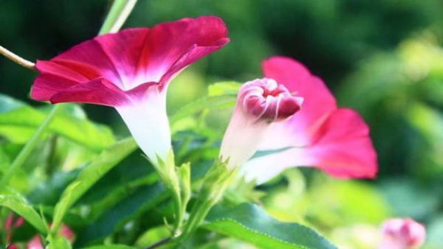牵牛花的养殖方法和注意事项 牵牛花的养殖方法和注意事项