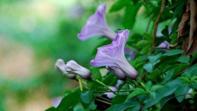 牵牛花怎么修剪 牵牛花怎么修剪