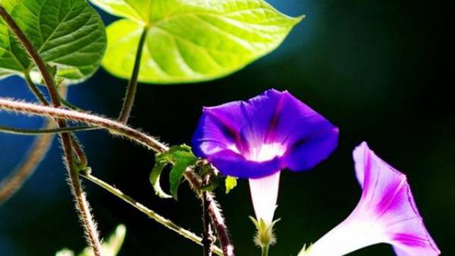 牵牛花的播种方法 牵牛花的播种方法