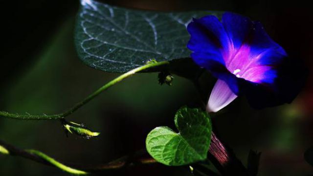 牵牛花小苗怎么上盆 牵牛花小苗怎么上盆