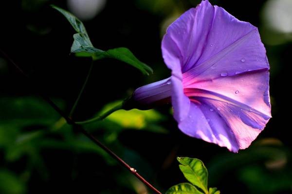 牵牛花什么时候开花 牵牛花什么时候开花