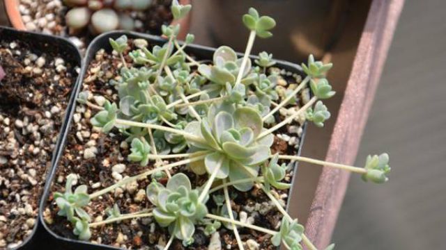 子持年华四季养护方法 子持年华四季养护方法