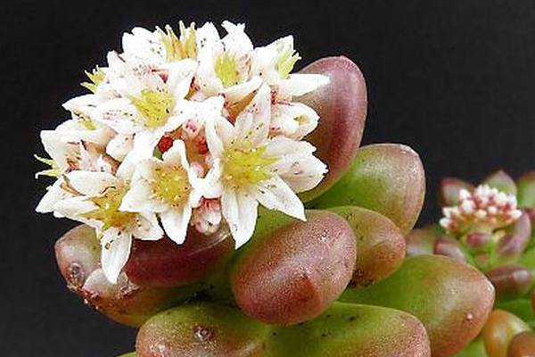 各个品种多肉植物开花该如何应对 各个品种多肉植物开花该如何应对