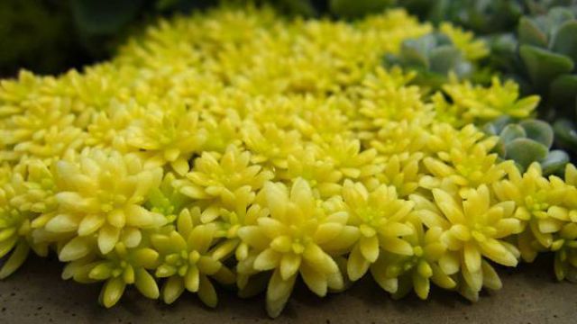 黄金万年草的四季养护方法 黄金万年草的四季养护方法