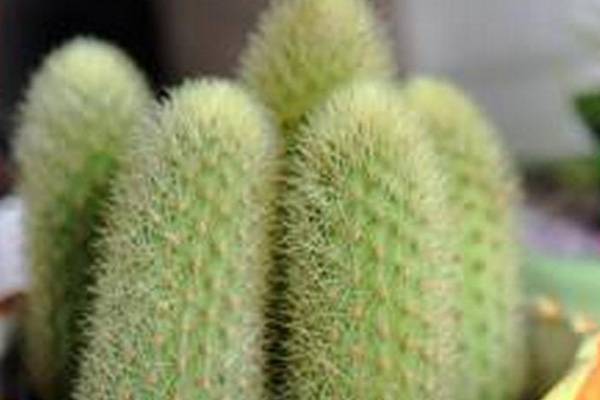 金手指的种植搭配 金手指的种植搭配
