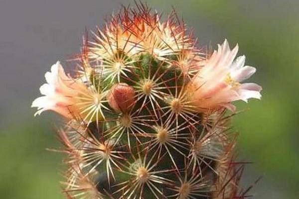 金手指开花吗 金手指开花吗