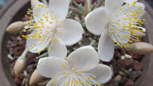 白花韧锦怎么浇水 白花韧锦怎么浇水