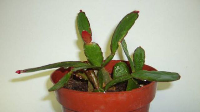落花之舞怎么浇水 落花之舞怎么浇水